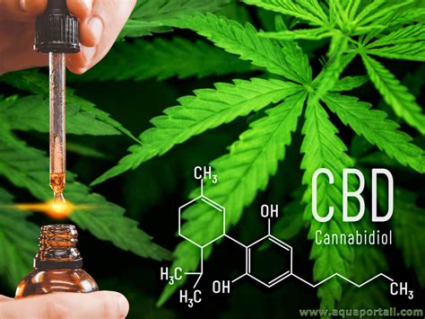 Cannabidiol & Cottonmouth — Can CBD Trigger A Dry Mouth Sensation?